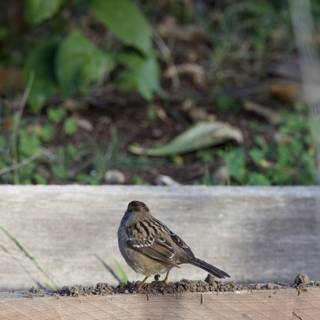 Sparrow Solitude at Fort Mason