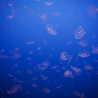 Ethereal Dance of the Jellyfish