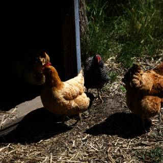 The Chicken Gathering at the Regenerative Gardening Class