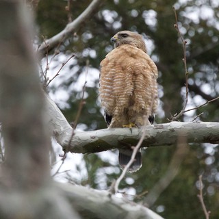 Red-shouldered Hawk Perched in Winter Trees