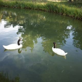 Serene Waters: Swans and Duck at SF Zoo