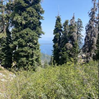 Mountain Top View of Ocean and Evergreen Trees