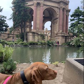 Canine Contemplation at the Palace of Fine Arts