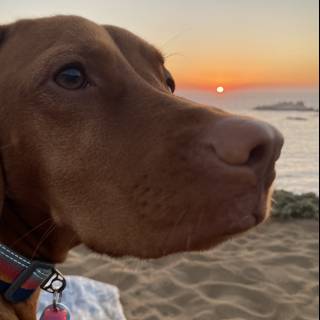Sunset Stroll with my Furry Friend
