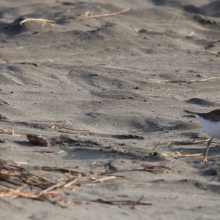 Killdeer Foraging on Sandy Beach at Drakes Beach