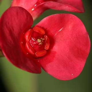 Vibrant Red Begonia