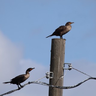 Double-Crested Cormorants Perched on Weathered Utility Post