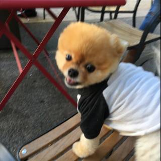 Fashionable Pomeranian