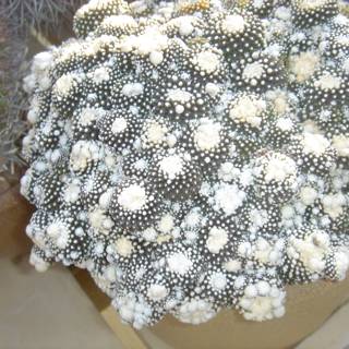 Dotted Cactus in a Coral Reef Ecosystem