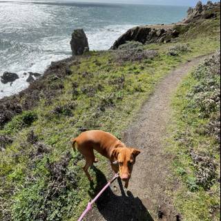 Strolling Along the Coastal Path with My Furry Companion