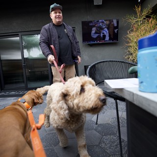 dog-friendly restaurant or bar patio