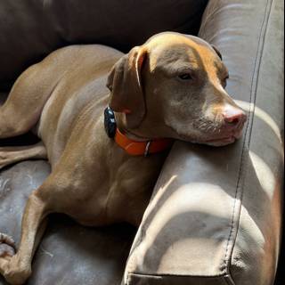 Sunlit Serenity: Cozy Canine Comfort
