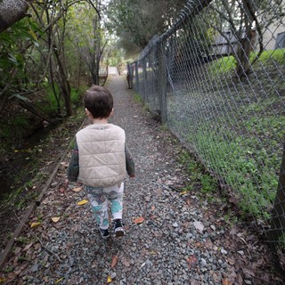 Child's Solitary Walk on Wooded Gravel Path