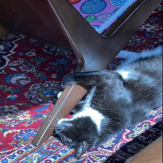 Cozy Cat Nap on a Patterned Rug