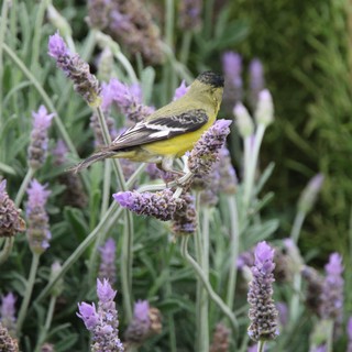 Lesser Goldfinch Perched on Lavender Flowers