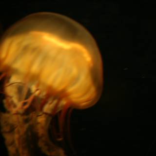Mesmerizing Jellyfish