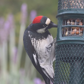 Acorn Woodpecker Feeding at Garden Nut Feeder