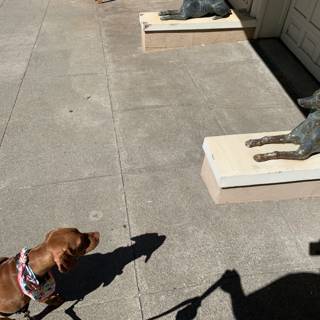 Canine Companion at the City Sculpture