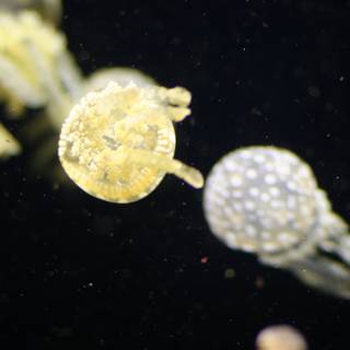Serene Jellyfish Drifting in Water