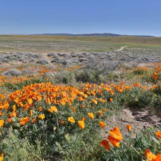 Poppies in the Mojave