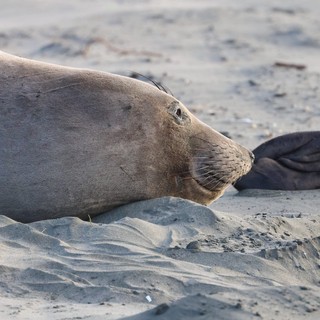 Elephant Seal Resting on Sandy Beach at Drakes