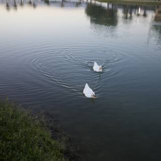 Majestic Swans on a Ripple Lake