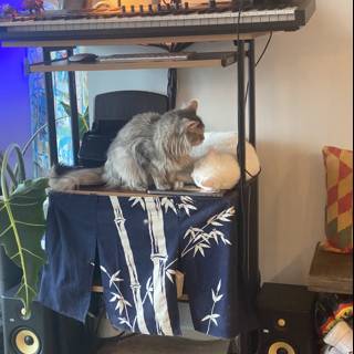 The Music-Loving Feline
