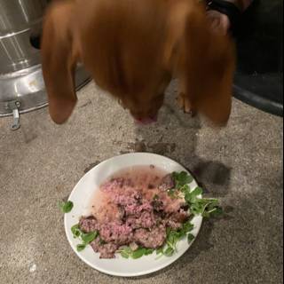 Canine Cuisine