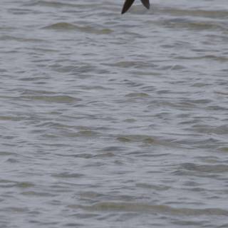 Flying Over Tranquil Waters
