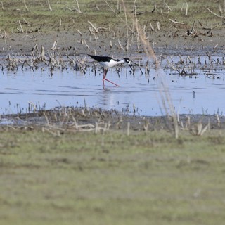 Black-necked Stilt Wading in Flooded Agricultural Field