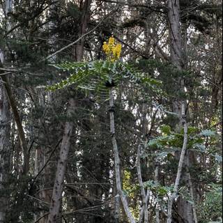 A Splash of Yellow in the Forest
