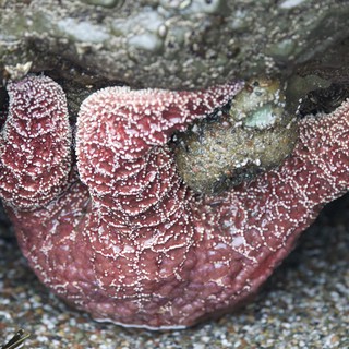 Ochre Sea Star Wedged Between Intertidal Rocks