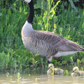 Canada Goose with Goslings at Wetland Edge