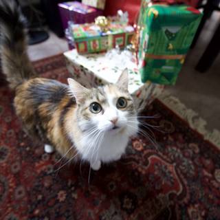 A Feline Christmas