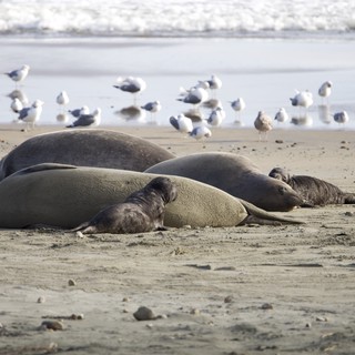Elephant Seal Colony Resting at Drakes Beach