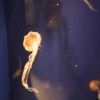 Mesmerizing Jellyfish in their Underwater Realm