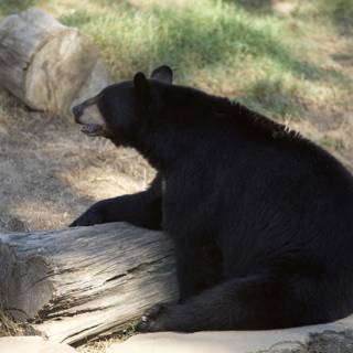The Chilled Black Bear at SF Zoo