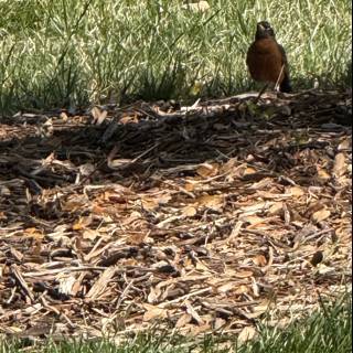 Feathered Friend in the Park