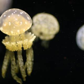 Tranquil Jellyfish in their Underwater World