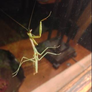 Hanging Mantis