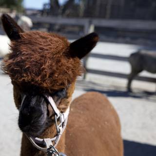 Llamas at Play in Carmel Valley