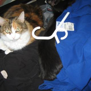 Clothes and Cats