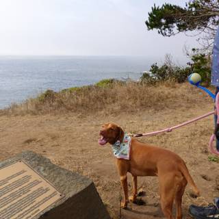 Beach Walk with Man's Best Friend