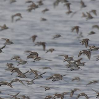 Flight of the Flock