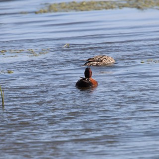 Cinnamon Teal Duck Pair in Wetland Habitat