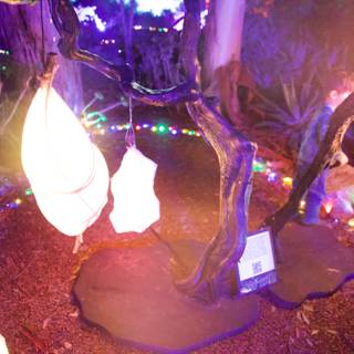 Enchanted Luminescence