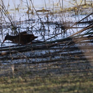 Common Gallinule Navigating Wetland Reeds at Dusk