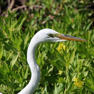 Great Egret Portrait Among Spring Wildflowers