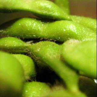 Deliciously Nutritious Green Beans