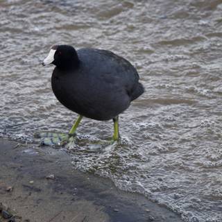 Solitary Waterside Sentinel: An American Coot at Lake Merced